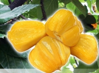 波羅蜜 Jackfruit